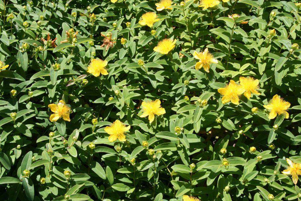 St. John's Wort at Our Pleasant Hill Home