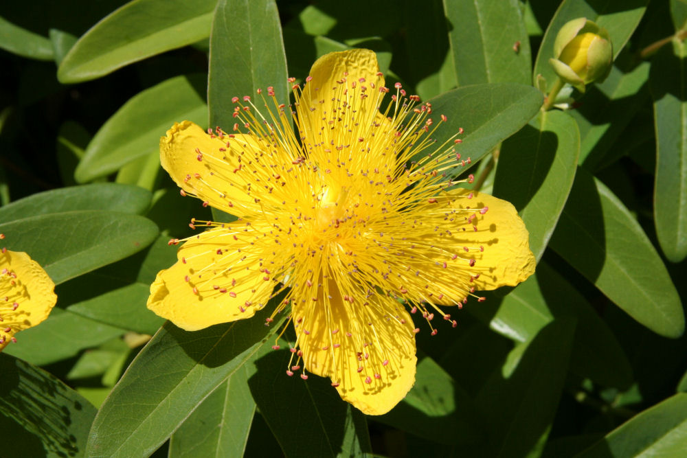 Western St. John's Wort at Our Pleasant Hill Home