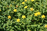 St. John's Wort