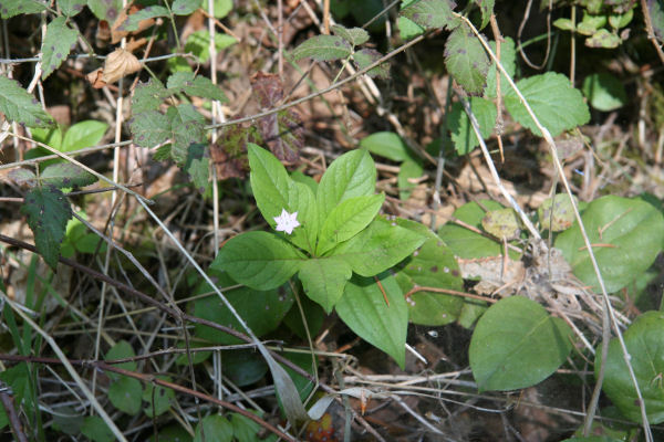 Northern Starflower