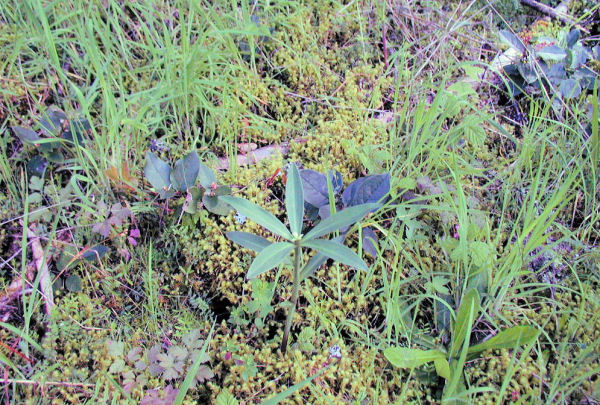 Western Starflower