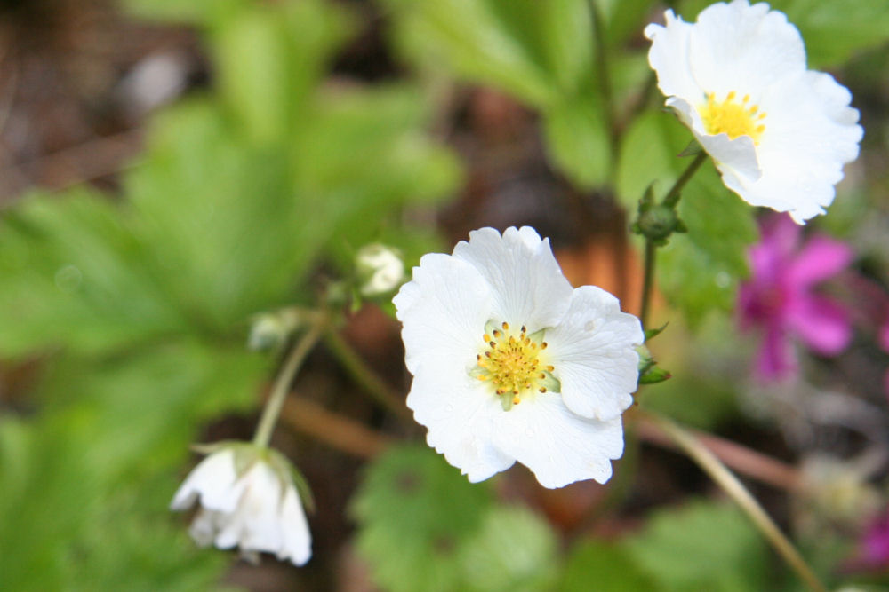 Wild Strawberry at Our Pleasant Hill Home