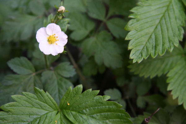 Wild Strawberry