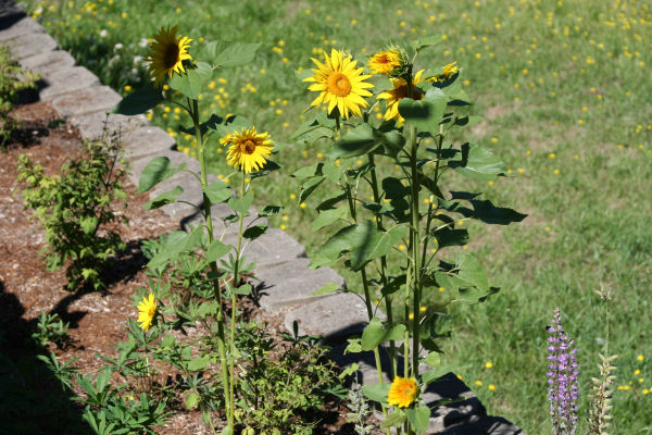 Common Sunflower