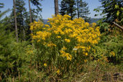 Tansy Ragwort