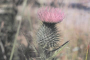 Thistle