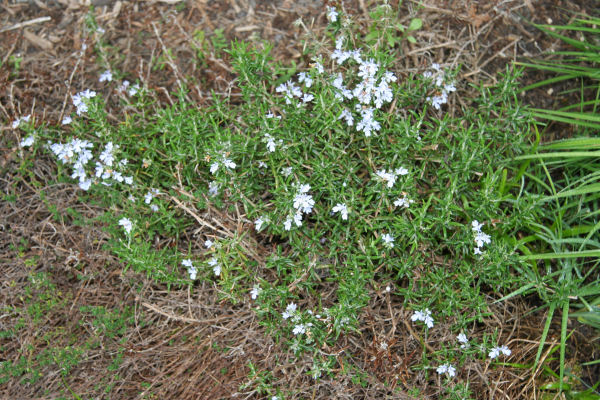 Lavender Thyme