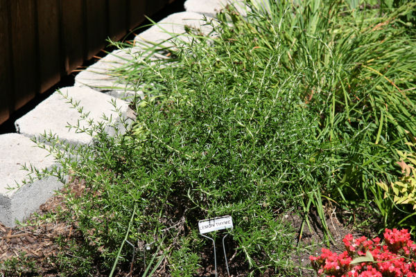 Lemon Thyme