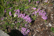 Thyme, Pink Chintz