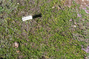 Thyme, White