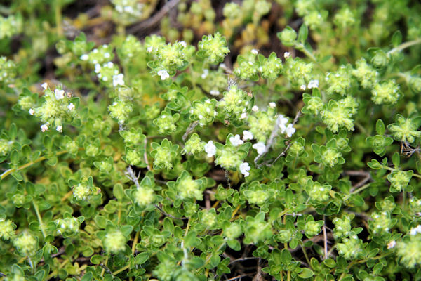 White Thyme