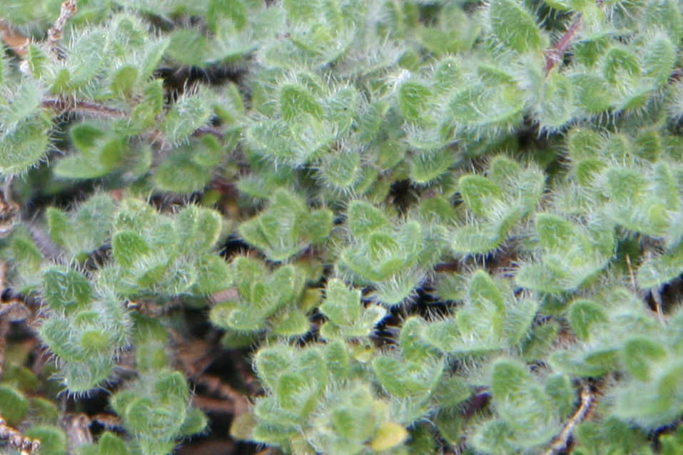 Wooly Thyme at Our Pleasant Hill Home