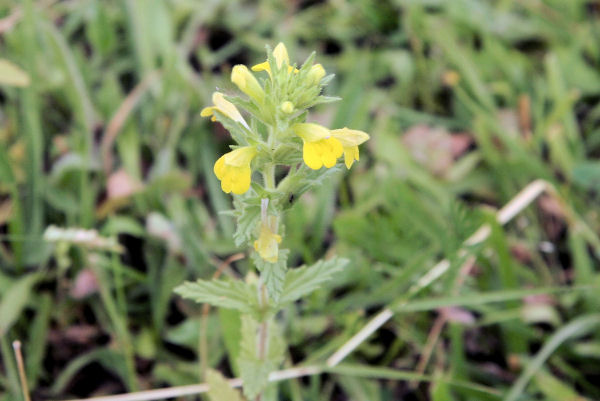 Common Toadflax