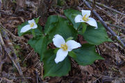 Trillium