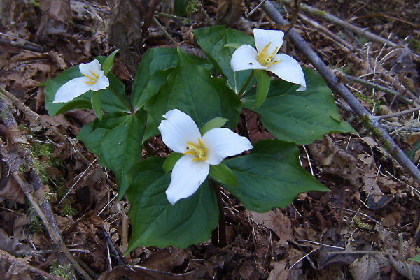 Trillium