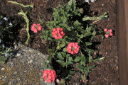 Verbena, Aztec