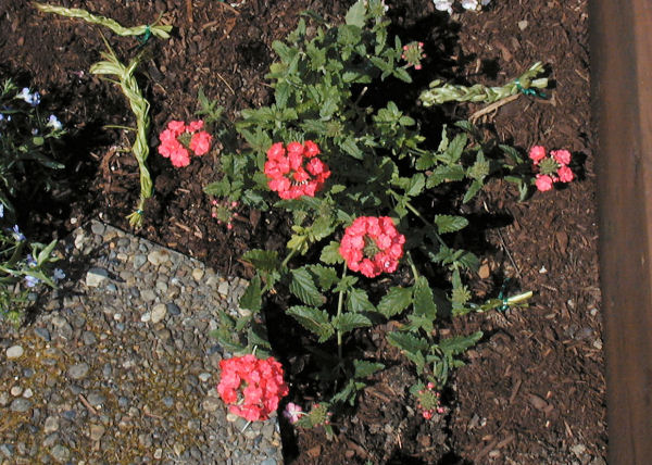 Aztec Verbena