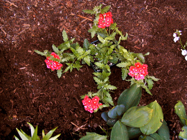 Fuego Cerise Verbena