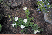 Verbena-Turkana