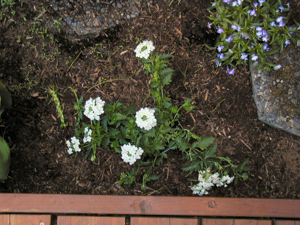 Verbena Turkana