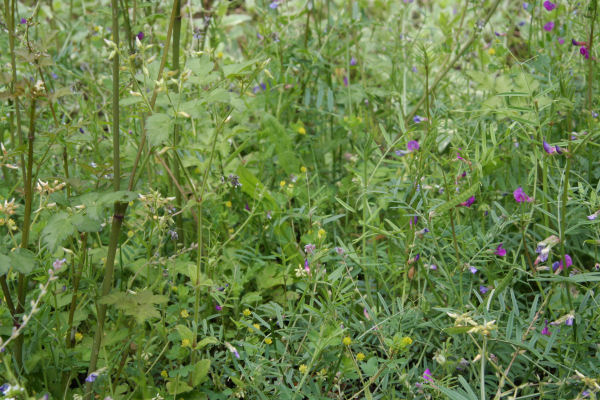 American Vetch