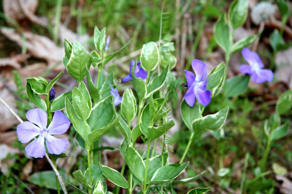 Vinca Vine Blooming