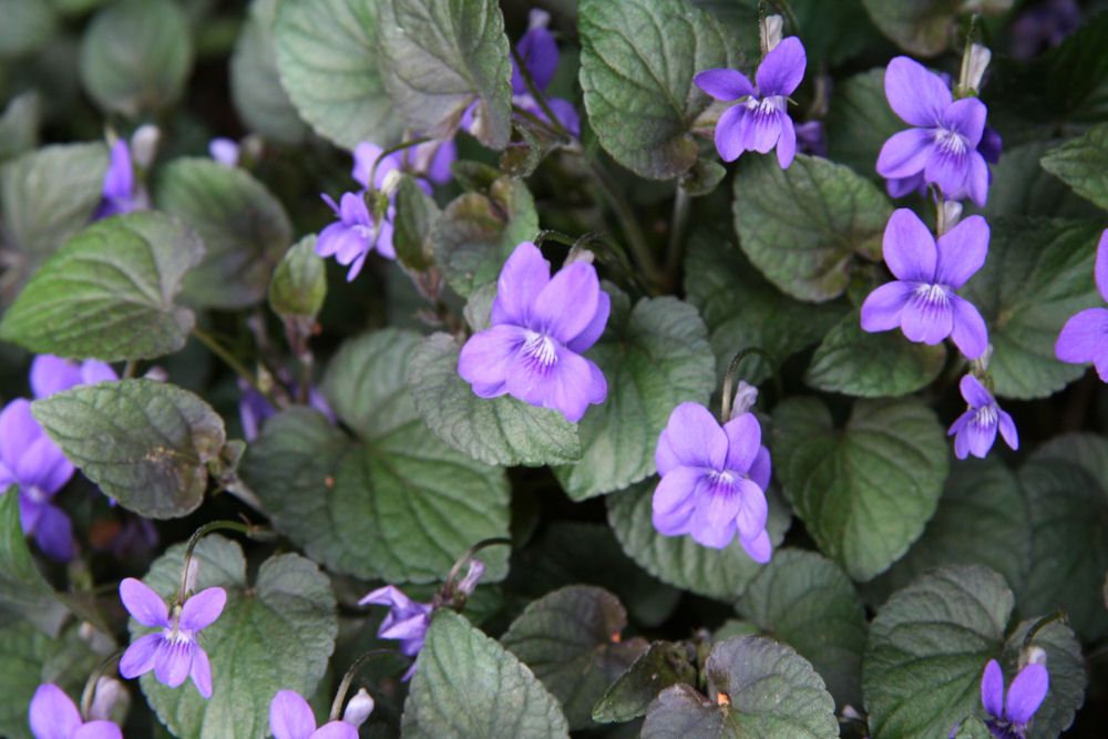 Purple Leaf Violet at Our Pleasant Hill Home