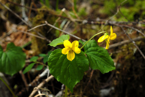 Redwood Violet