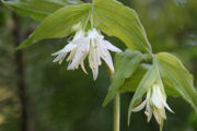 Wartberry Fairybell