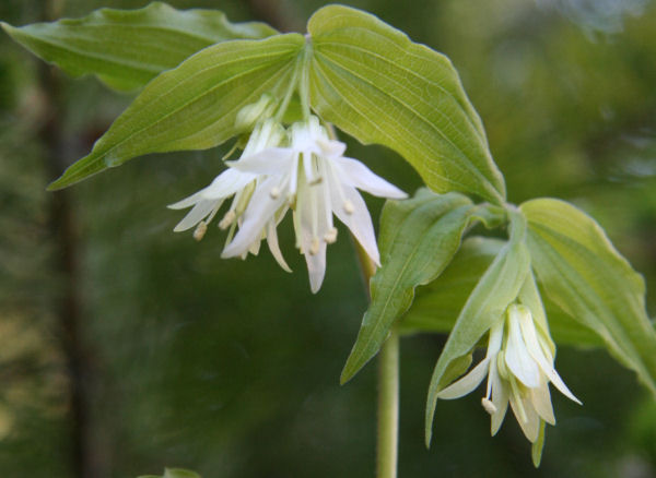 Wartberry Fairybell