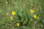 Wyethia, Narrowleaf