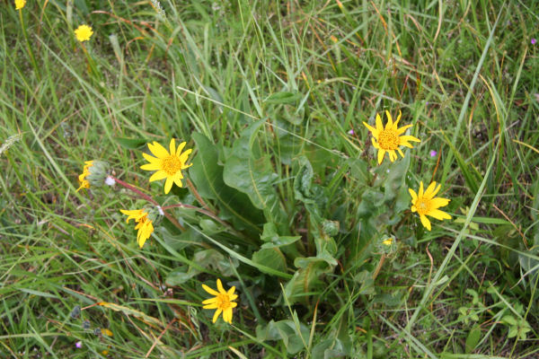 Narrowleaf Wyethia