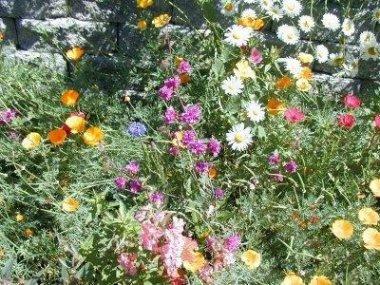 Wildflowers on Ledge