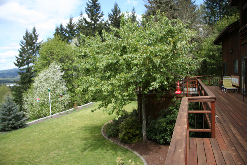 Oregon Ash at Our Pleasant Hill Oregon Home