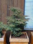  Cedar, Japanese