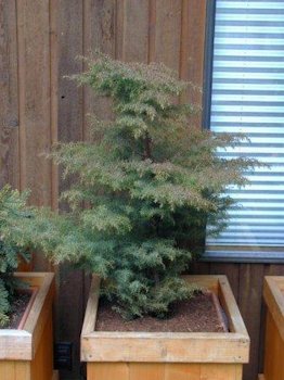 Japanese Cedar