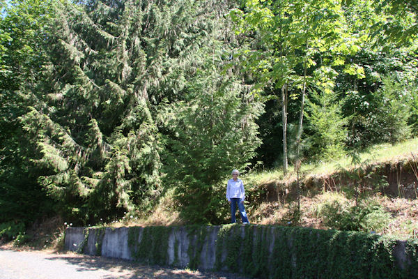 Western Red Cedar