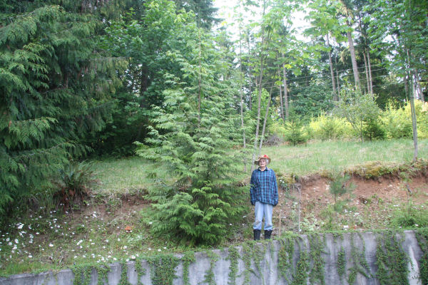 Western Red Cedar