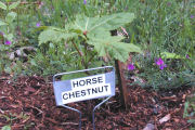  Chestnut, Horse