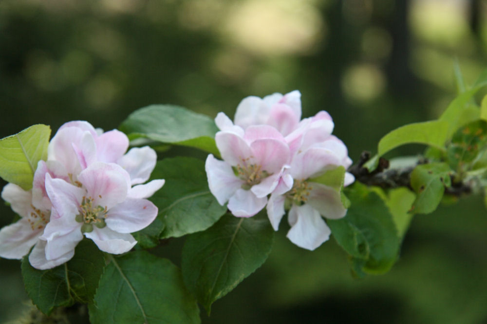 Chinese Crabapple at Our Pleasant Hill Oregon Home