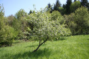 Crabapple, Chinese 