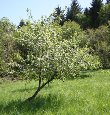 Chinese Crabapple