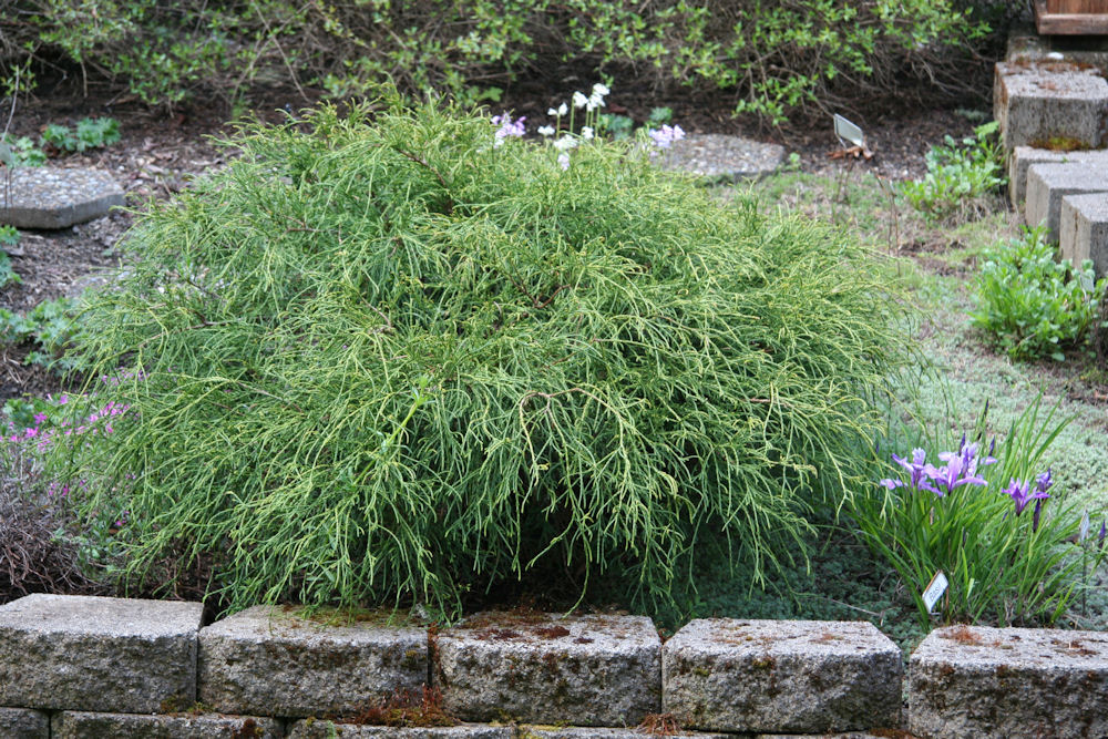 Gold Thread Cypress at Our Pleasant Hill Oregon Home