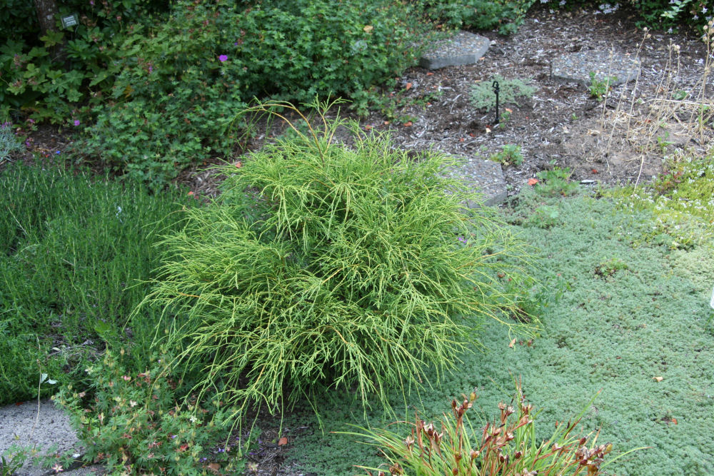 Gold Thread Cypress at Our Pleasant Hill Oregon Home