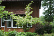 Dogwood, Cherokee Chief