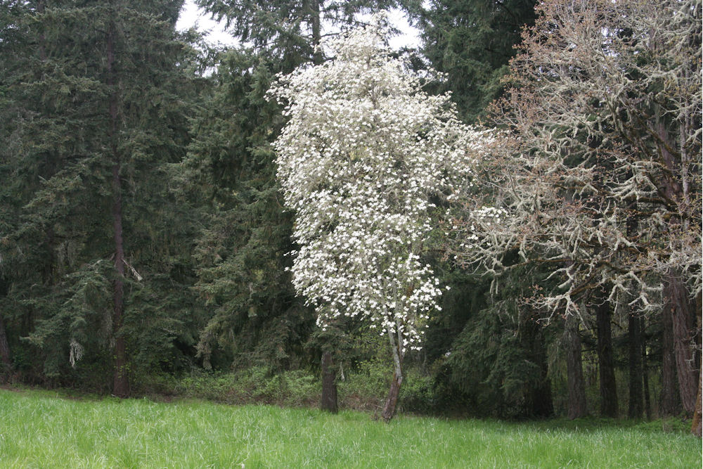 Pacific Dogwood at Our Pleasant Hill Oregon Home