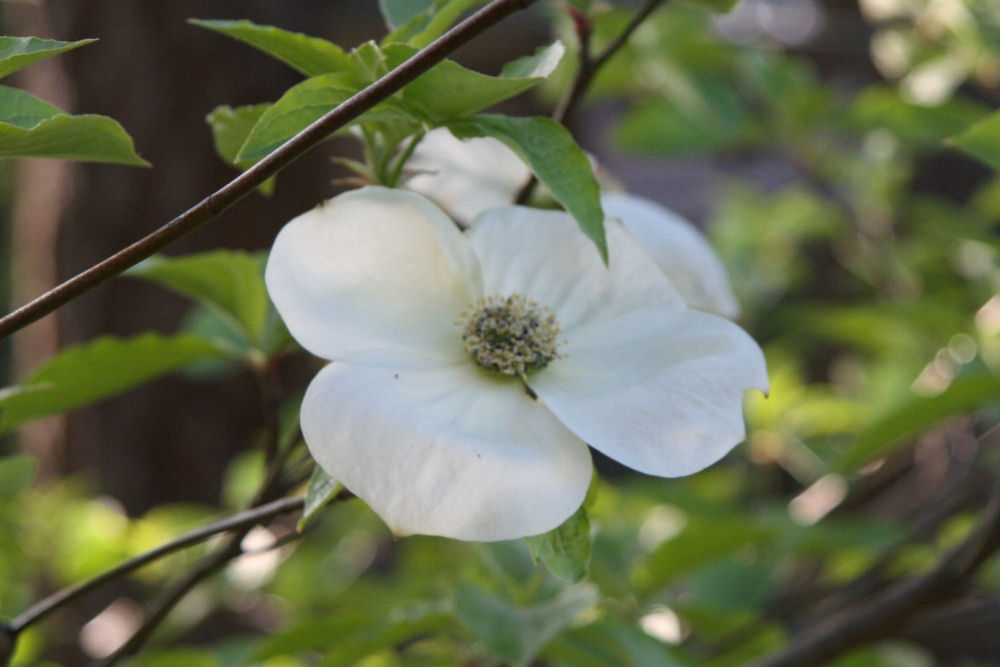 Pacific Dogwood at Our Pleasant Hill Oregon Home