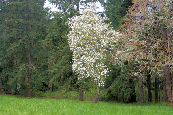 Pacific Dogwood