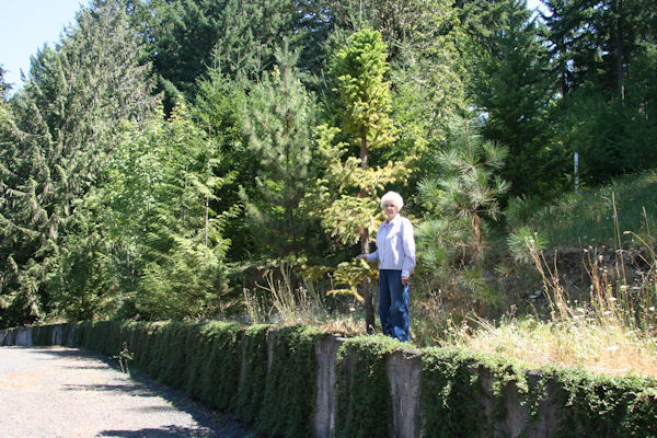 Chinese Fir - Cunningham Fir