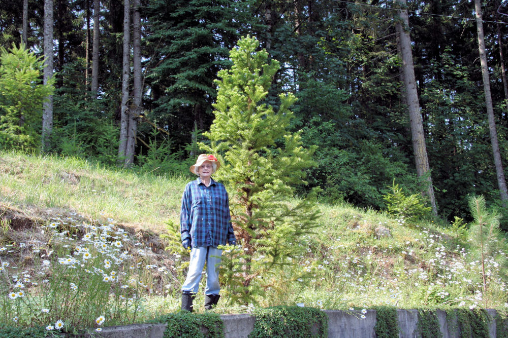 Chinese Fir at our Pleasant Hill Home